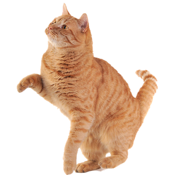 KEDİ